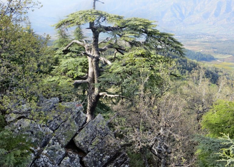 98106641 1679223415564191 4852909532302540800 n